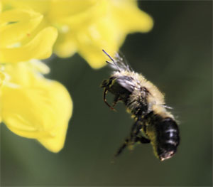 flying bumblebee