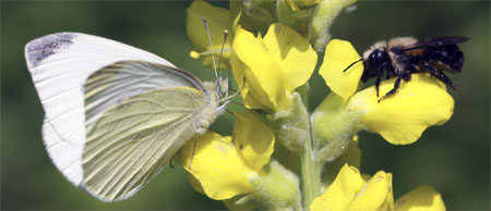 butterfly and the bee