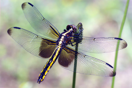 dragonfly wings