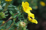 bugs in buttercups