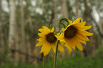 wild sunflowers