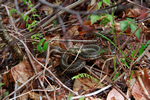 Adirondack snake