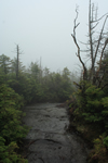 foggy mountain top