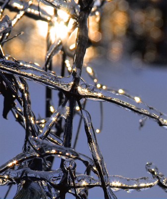 ice coated vines in the sun
