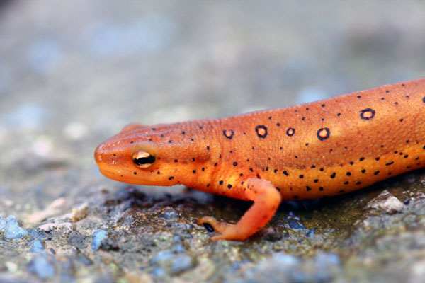 salamander side view