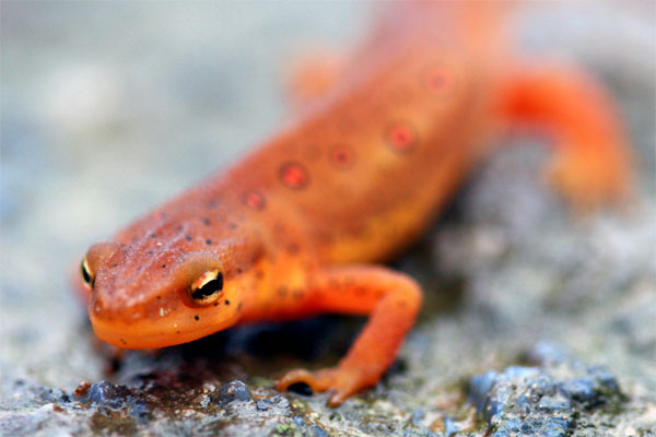 salamander front view